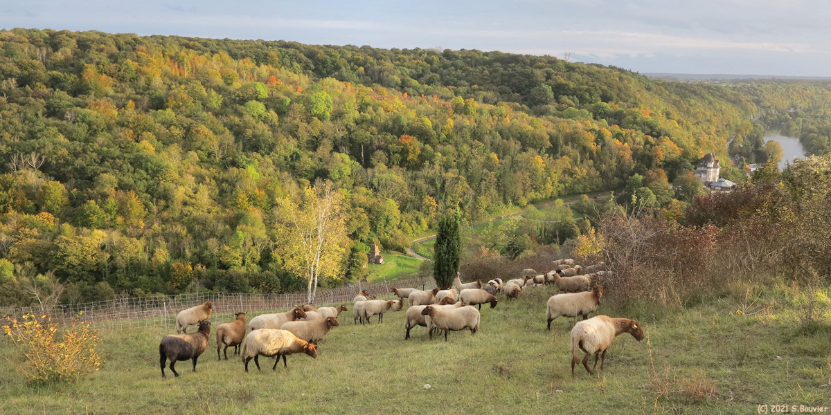 Belbeuf (Moutons)