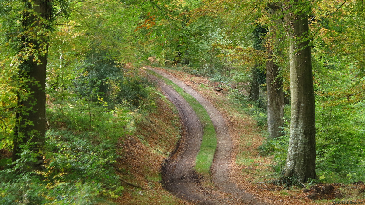 Forêt d'Eawy (Route forestière 1)