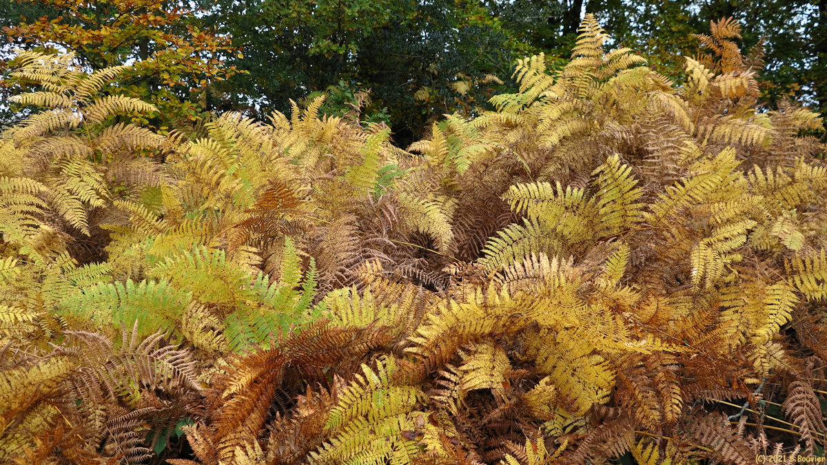 Forêt d'Eawy (Fougères)
