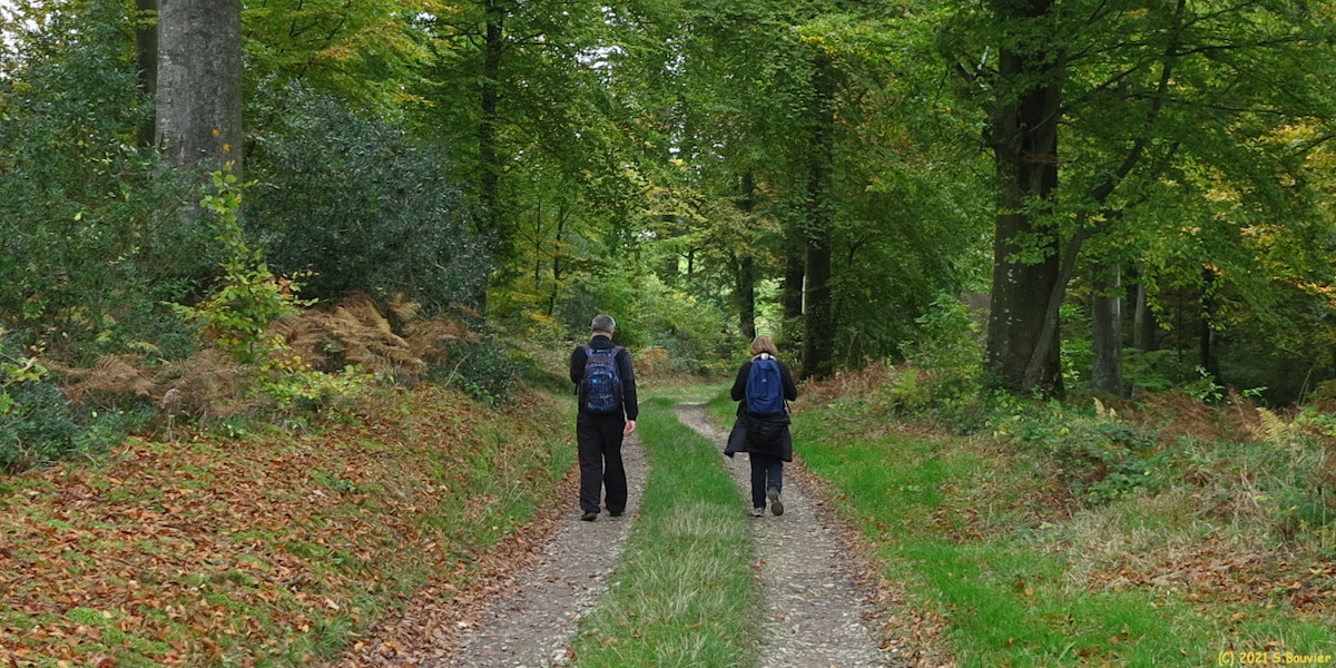 Forêt d'Eawy (Route forestière 2)