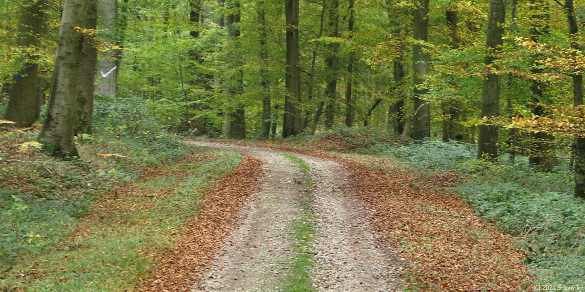 Forêt d'Eawy (Route forestière 3)