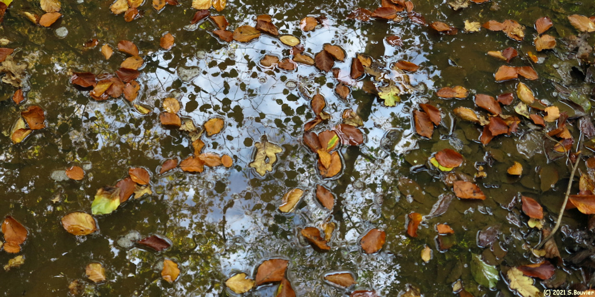 Ricarville du Val (Reflet)
