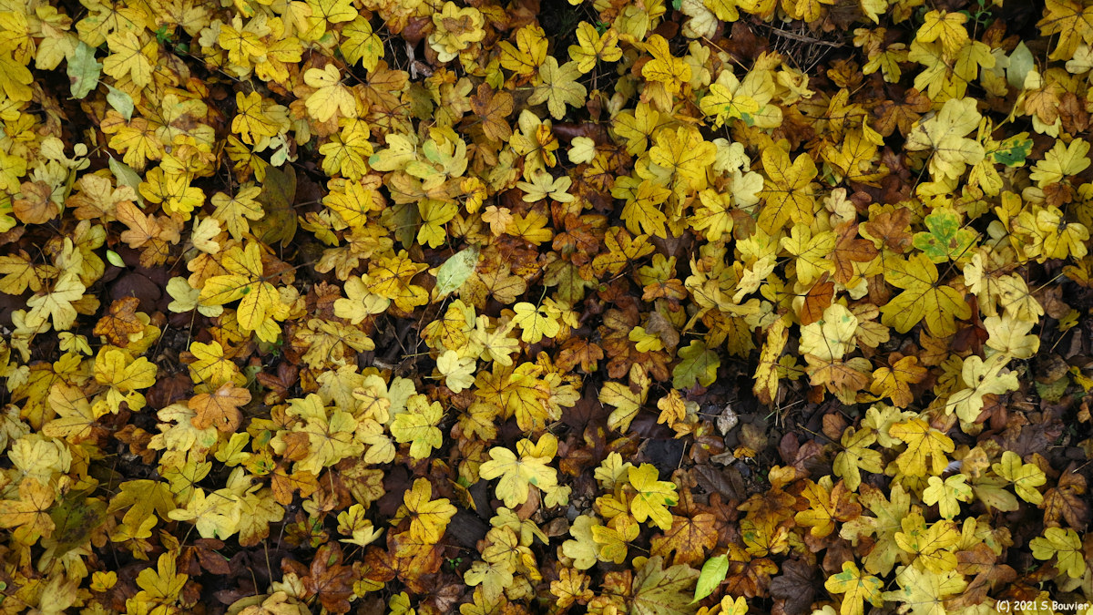 Forêt d'Eu (Feuilles 1)