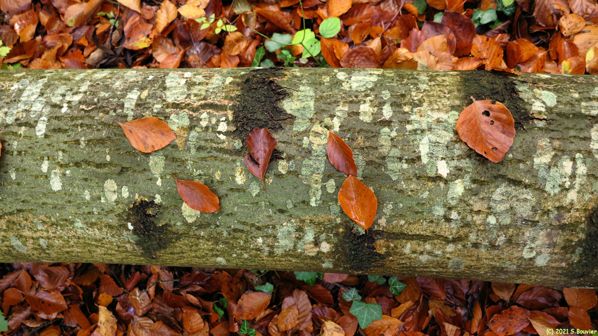 Forêt d'Eu (Tronc)