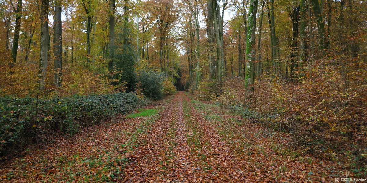Haute Forêt d'Eu (Chemin)