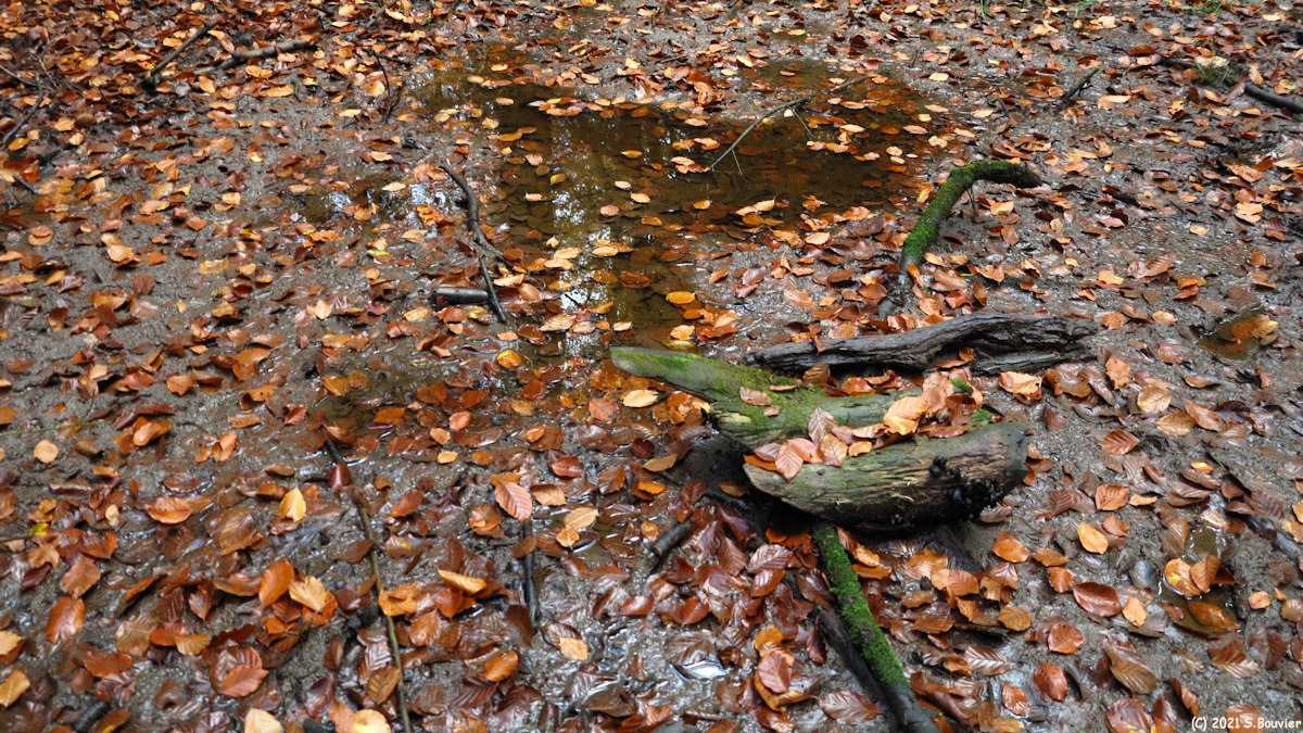 Forêt d'Eu (Boue)