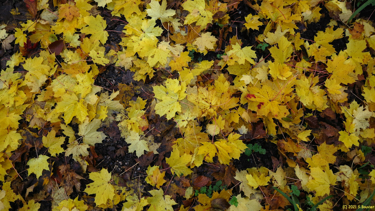 Forêt d'Eu (Feuilles 2)