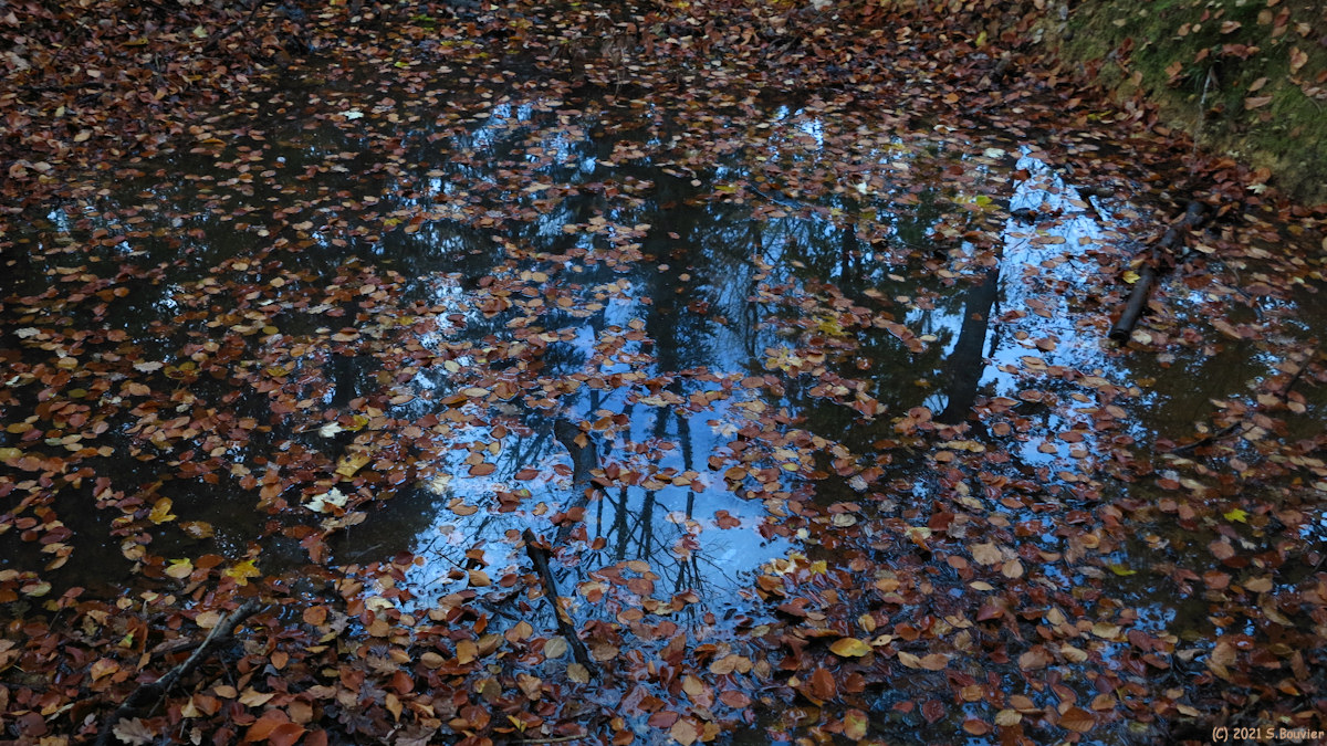 Forêt d'Eu (Mare)