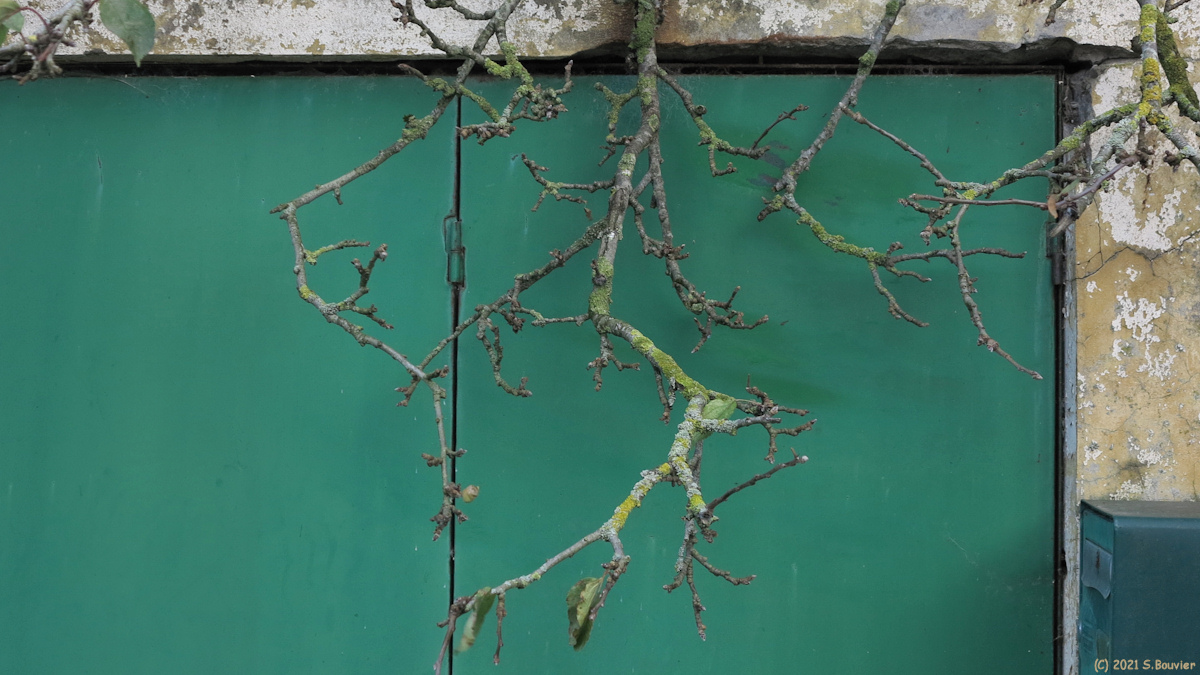 Saint Pierre en Val (Branches)