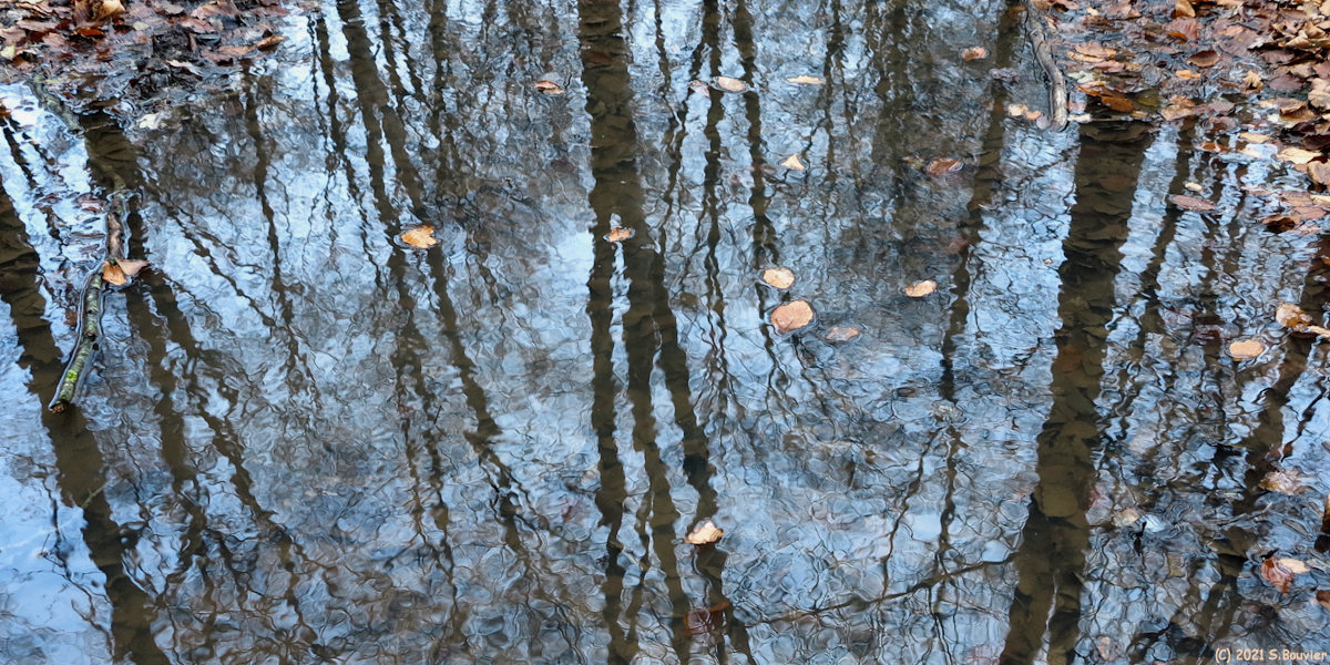 Forêt d'Arques (Reflets 1)