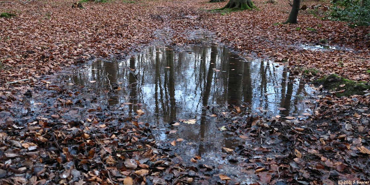 Forêt d'Arques (Reflets 2)