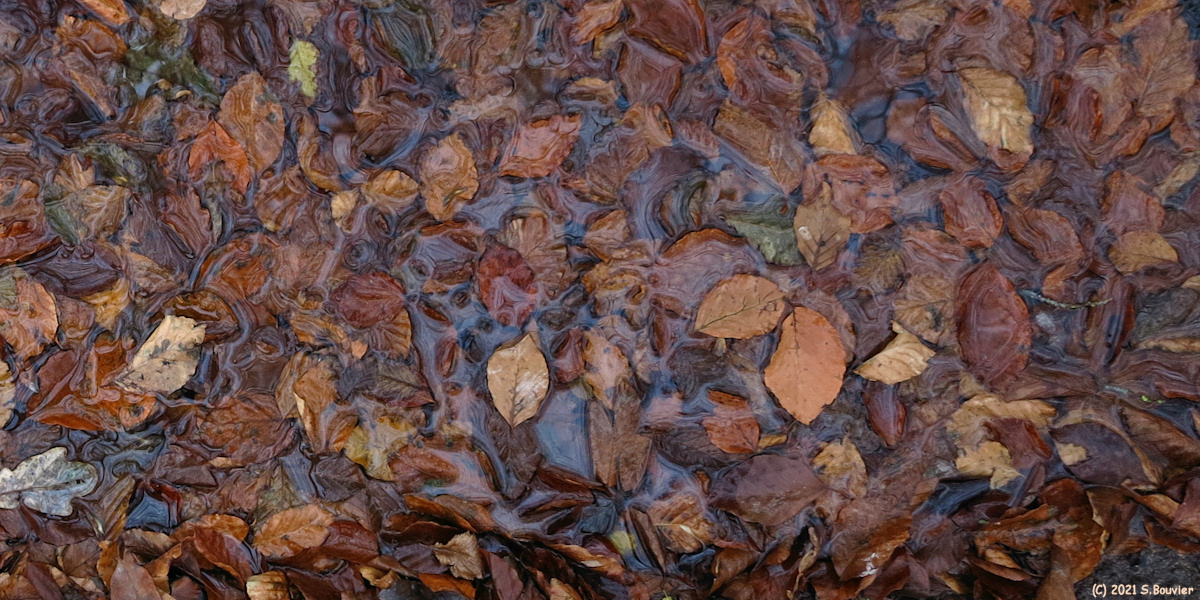Forêt d'Arques (Feuilles)