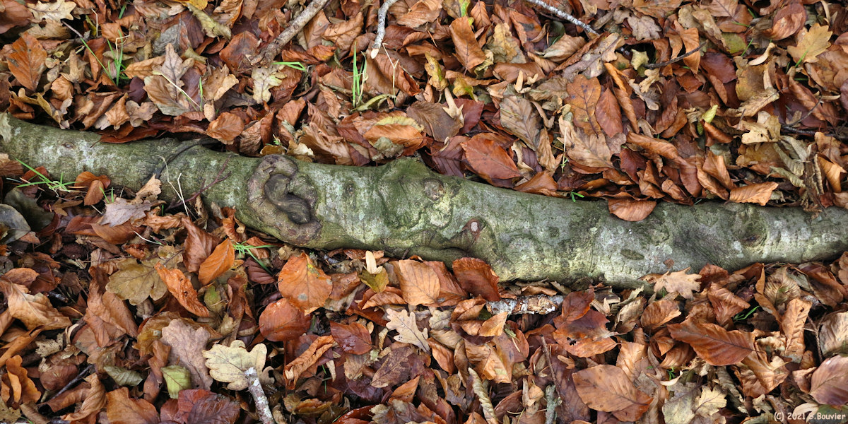 Forêt d'Arques (Racine)