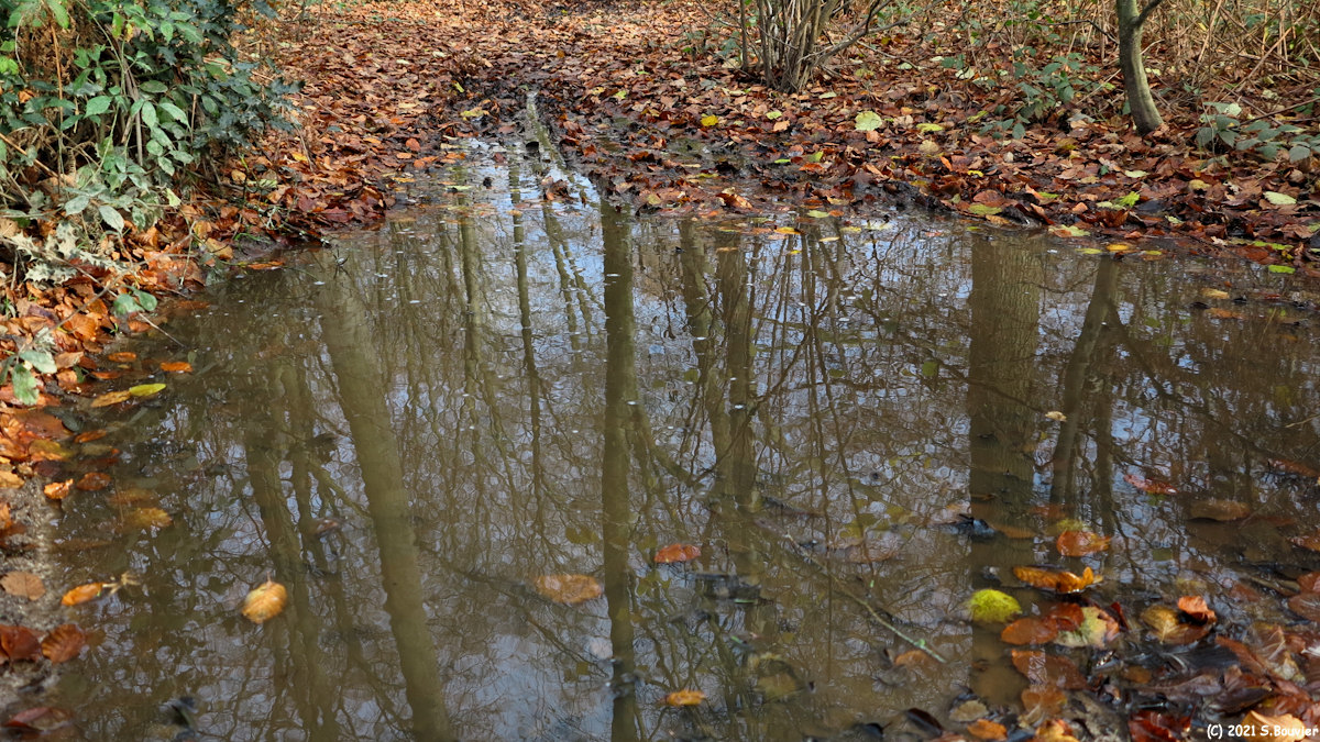 Forêt d'Arques (Reflets 4)