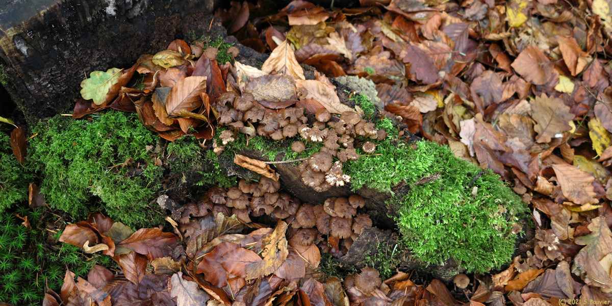 Forêt d'Arques (Champignons)