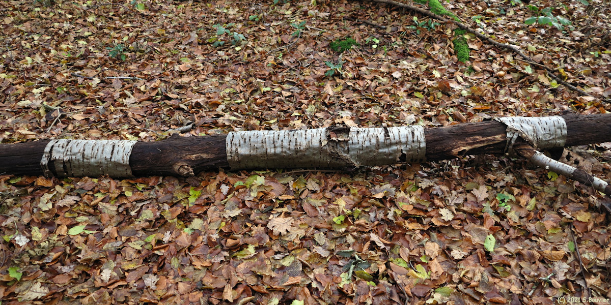 Forêt d'Arques (Tronc)