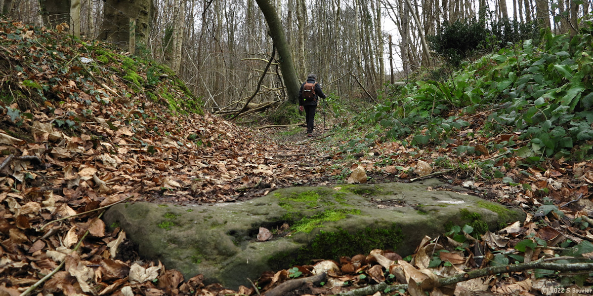 Forêt d'Eawy (Grès)