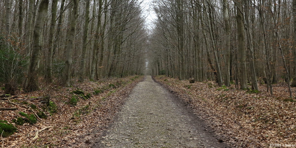 Forêt d'Eawy (Route forestière 1)
