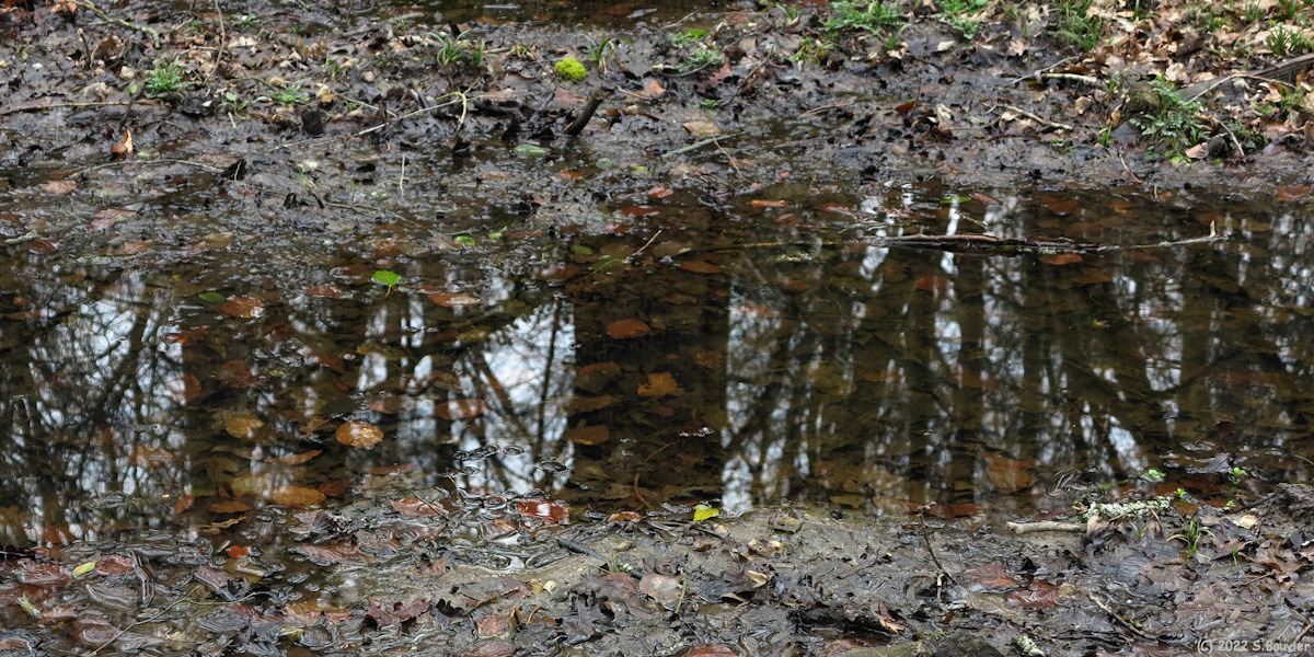 Forêt d'Eaxy (Reflet)