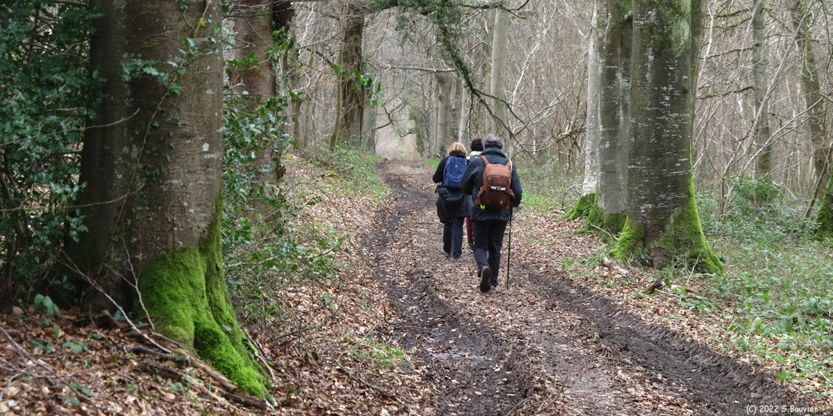 Forêt d'Eawy (Route forestière 2)