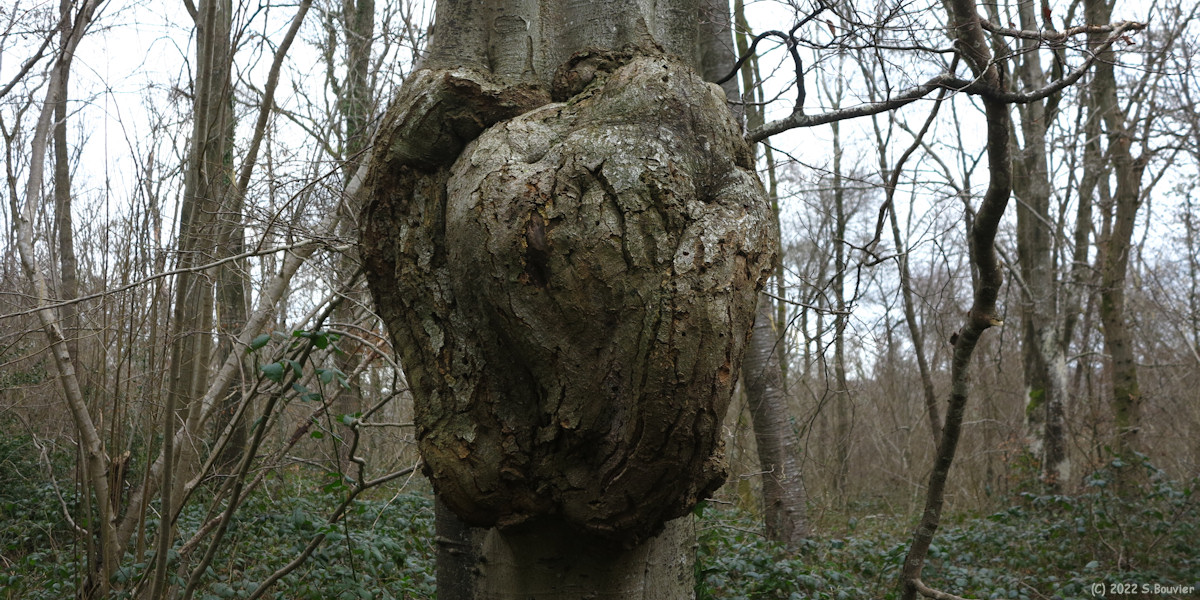 Forêt d'Eawy (Elephant Tree)