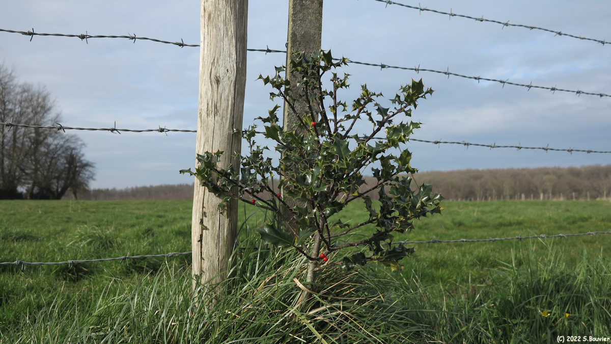 Les Cent Acres (Houx)