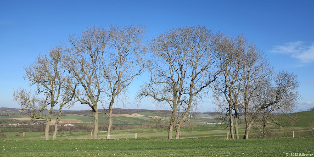 Saint Nicolas d'Aliermont (Arbres)