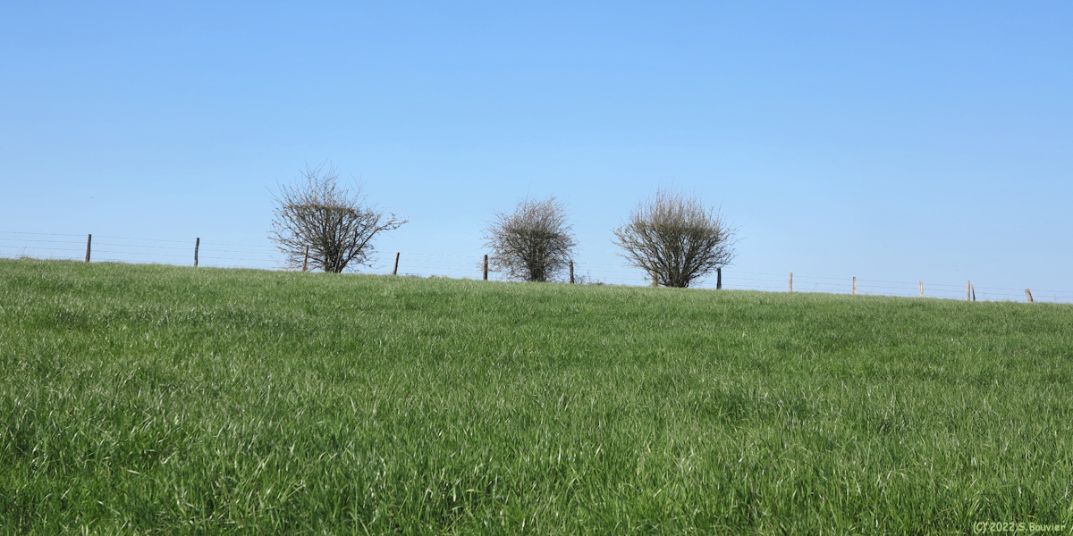 Sainte Agathe d'Aliermont (Trois Arbustes)