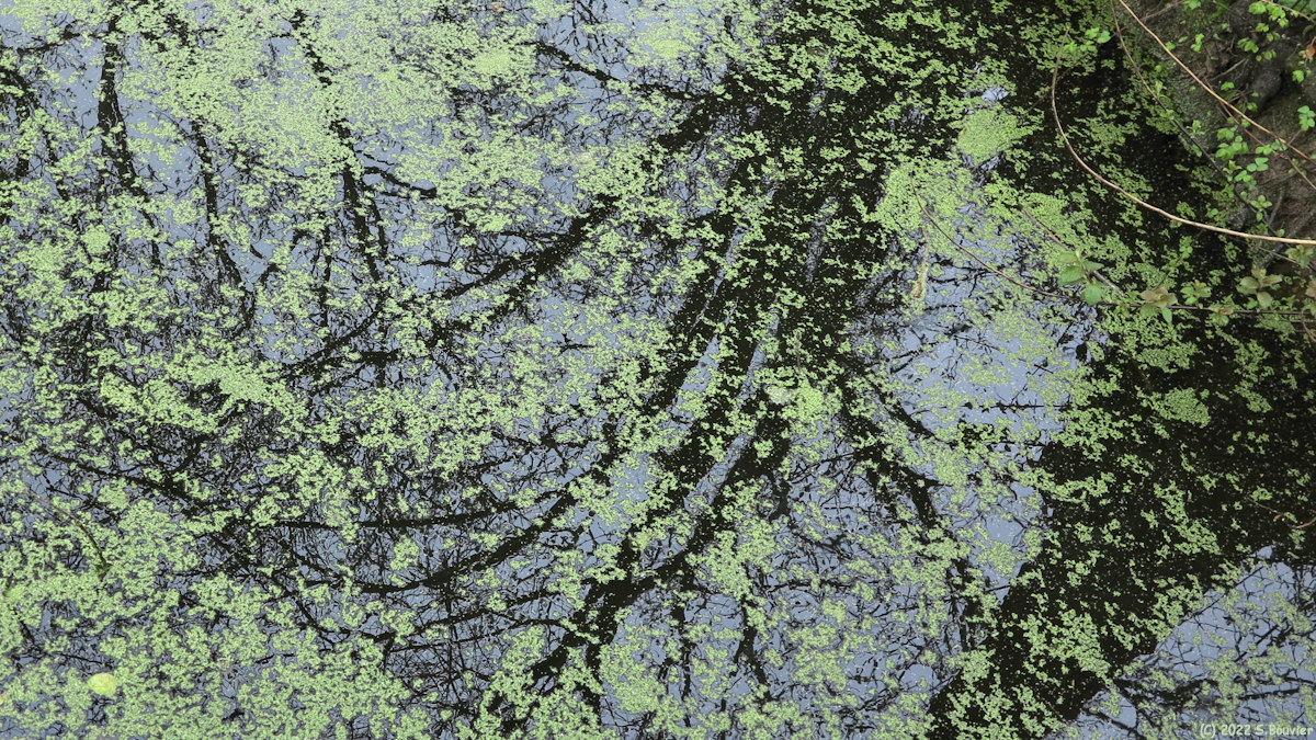 Croixdalle (Reflet)