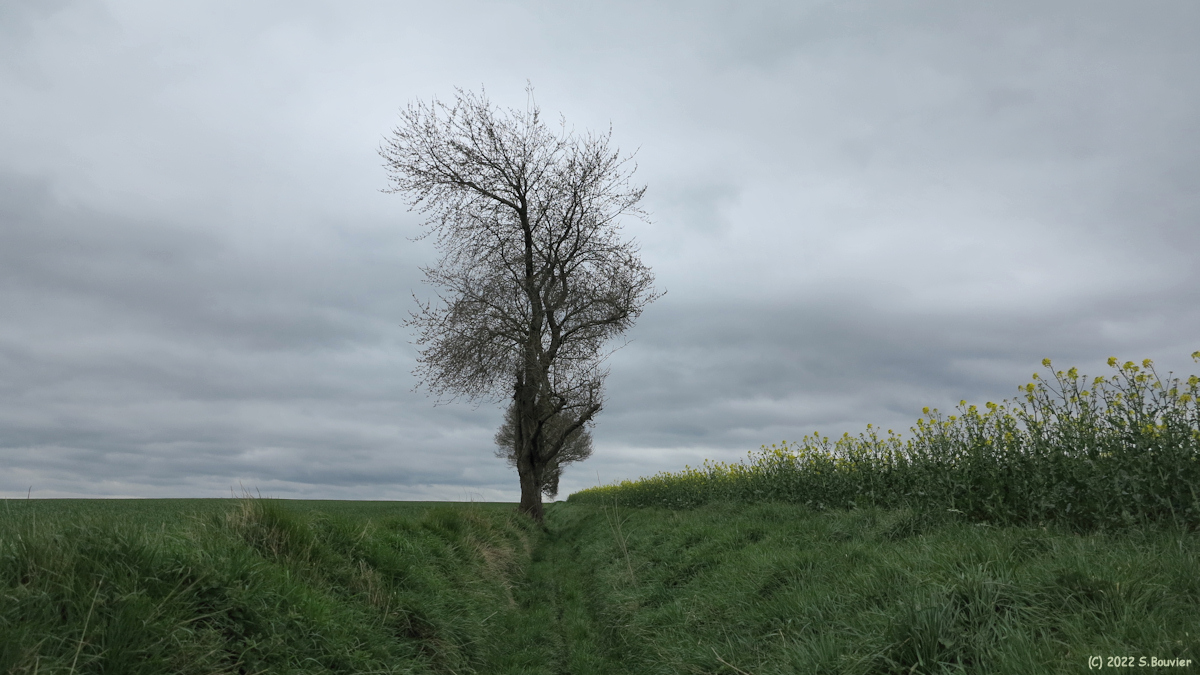 Bailleul Neuville (Arbre)