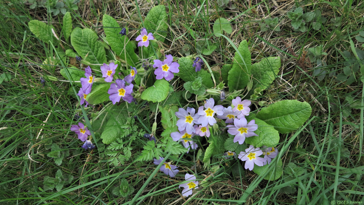 Baillolet (Primevères)