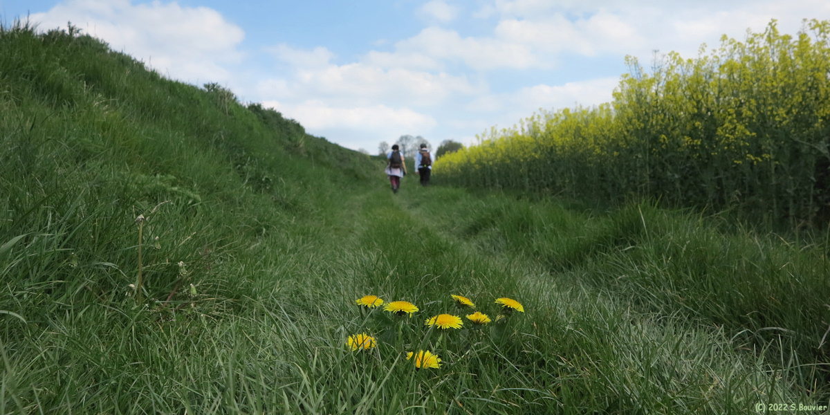 Smermesnil (Pissenlit)