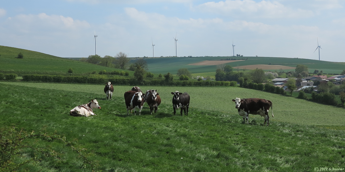 Fesques (Vaches)