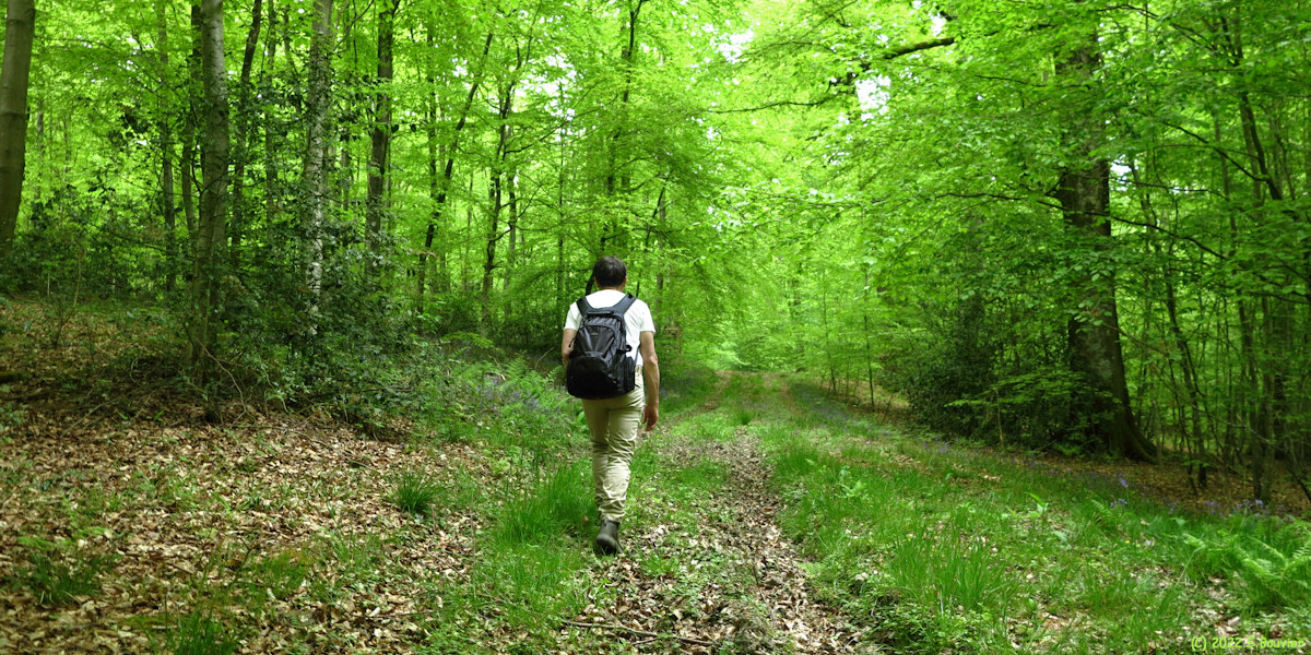 Basse Forêt d'Eu (Route 1)
