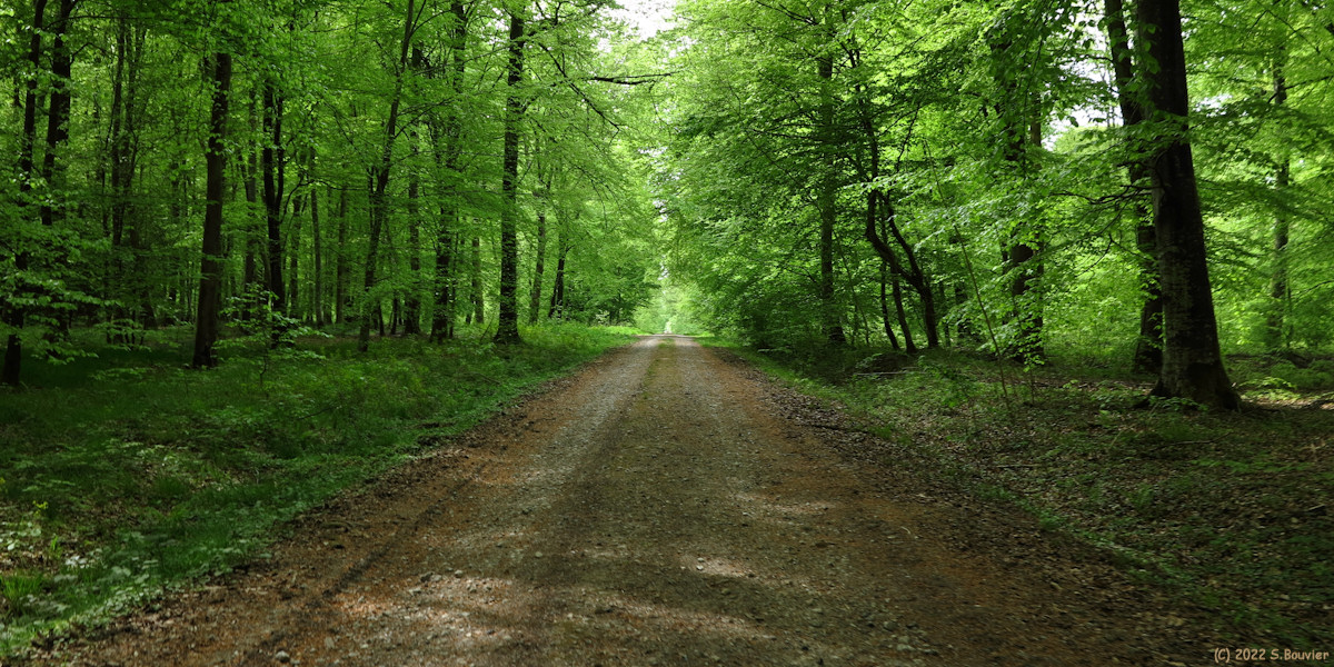 Basse Forêt d'Eu (Route 2)