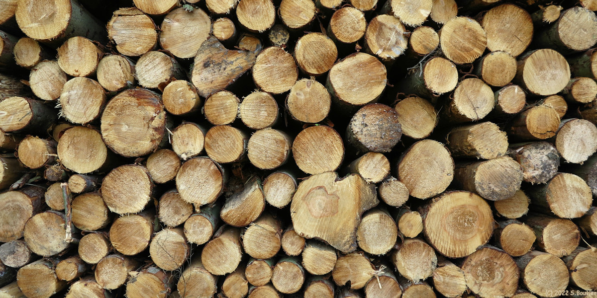 Basse Forêt d'Eu (Rondins)