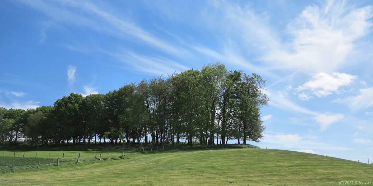 Caule Sainte Beuve (Arbres)