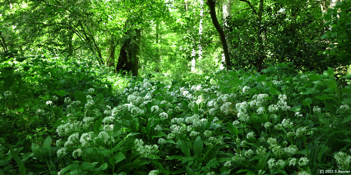 Basse Forêt d'Eu (Ail des Ours 2)