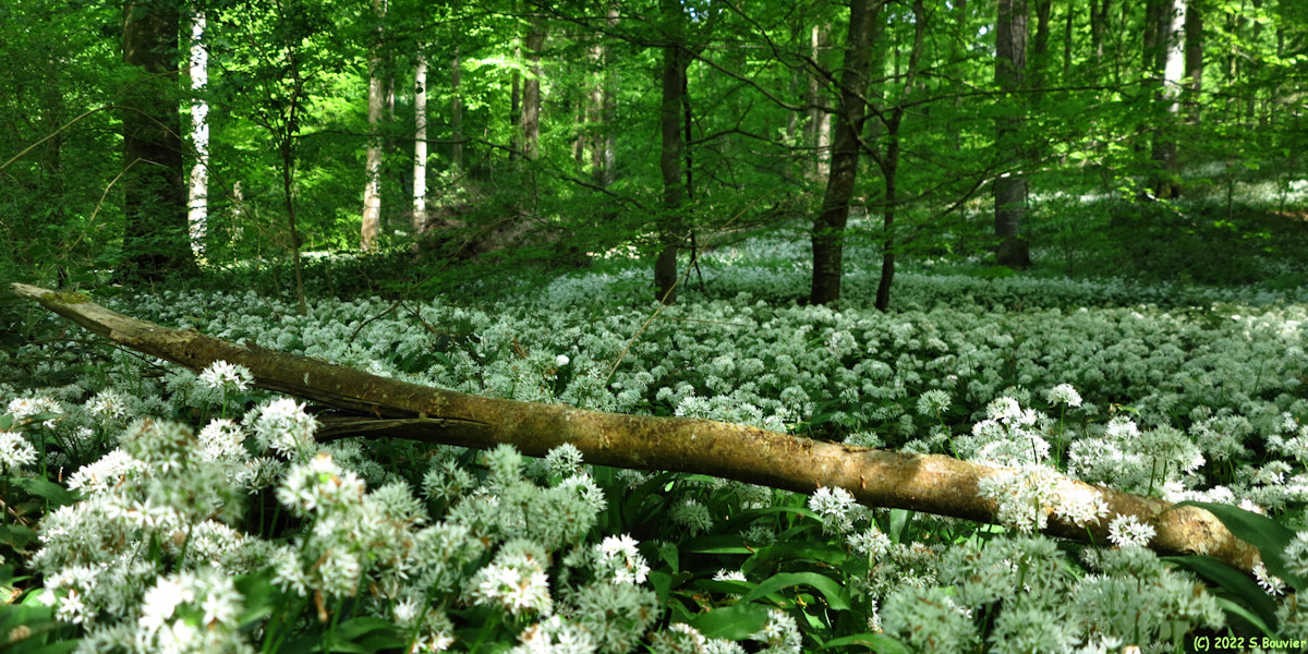 Basse Forêt d'Eu (Ail des Ours 3)