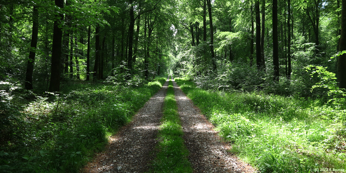 Basse Forêt d'Eu (Route Forestière)