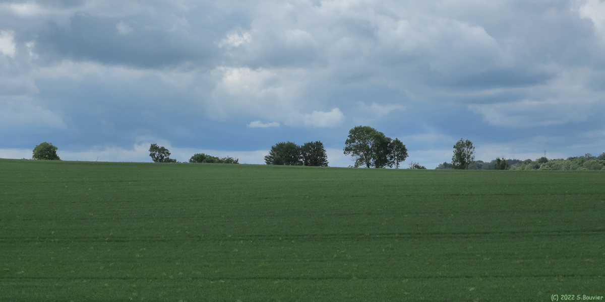 Villers sous Foucarmont (Arbres)