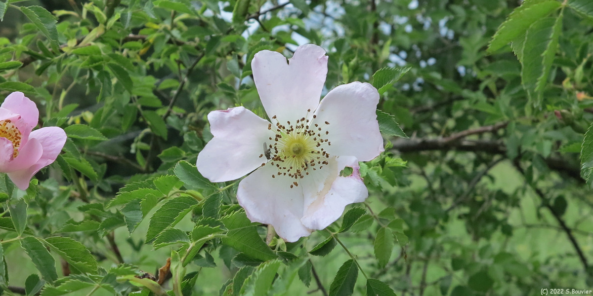 Rétonval (Eglantine)