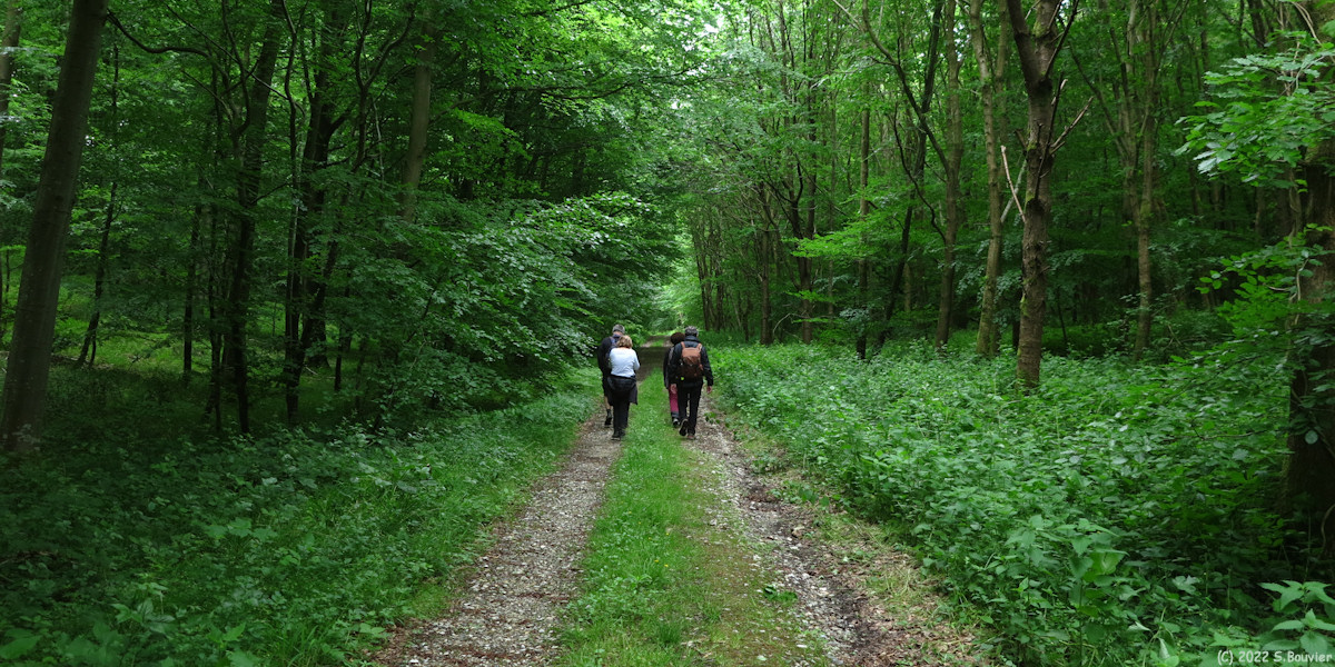 Basse Forêt d'Eu (Route Forestière)
