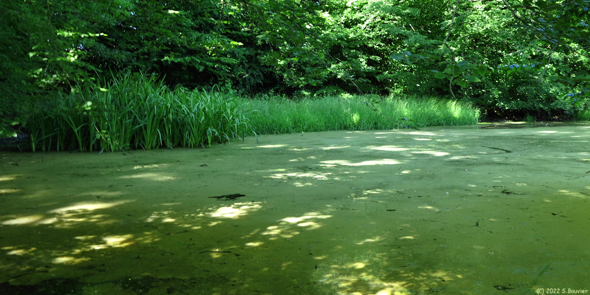 Haute Forêt de Guimerville (Mare)