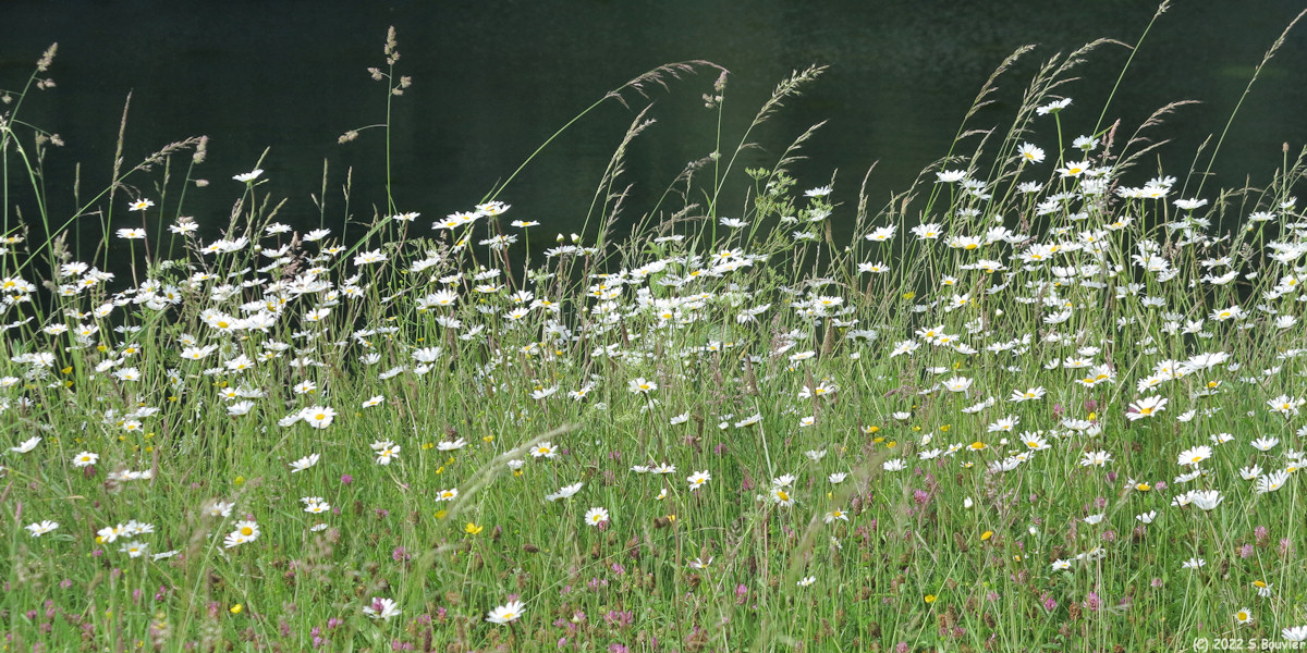 Haudricourt (Marguerites)