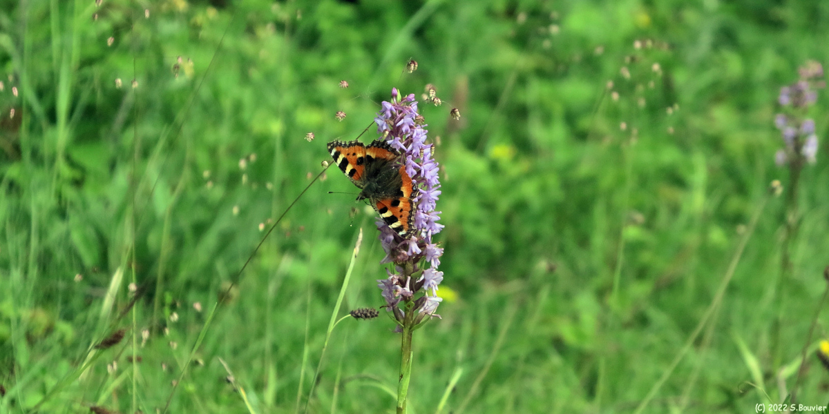Haudricourt (Papillon)