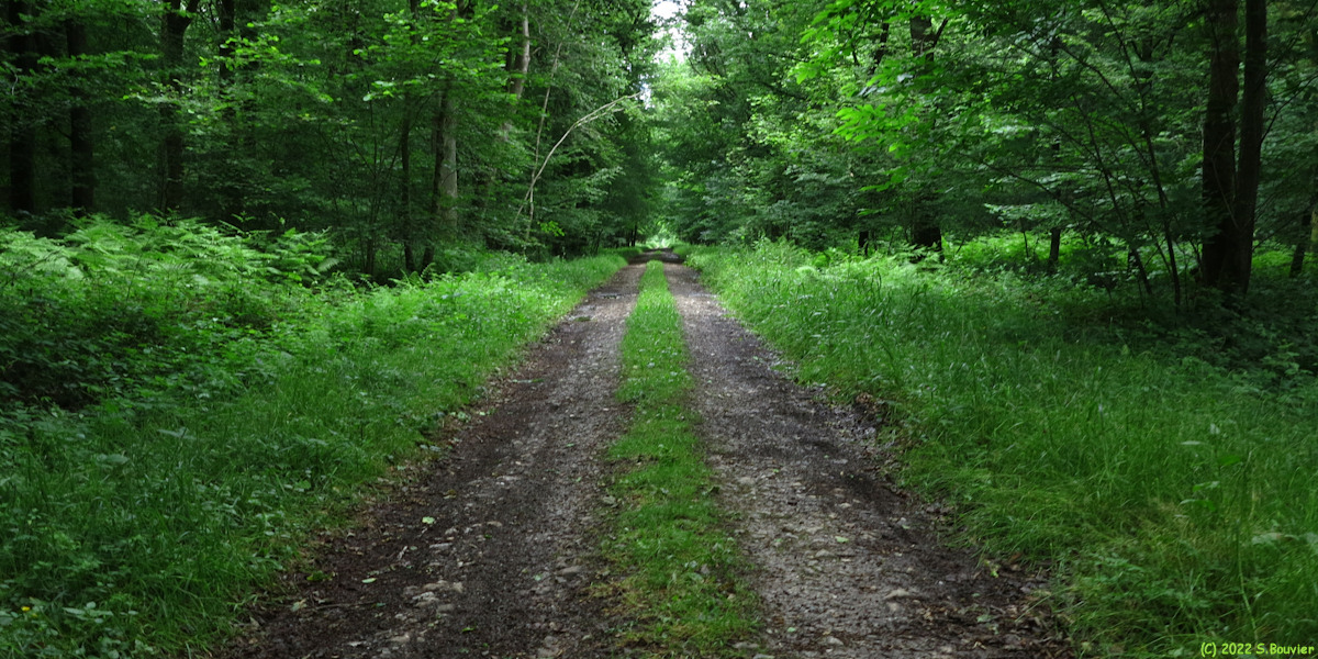 Bois du Varambeaumont (Chemin)