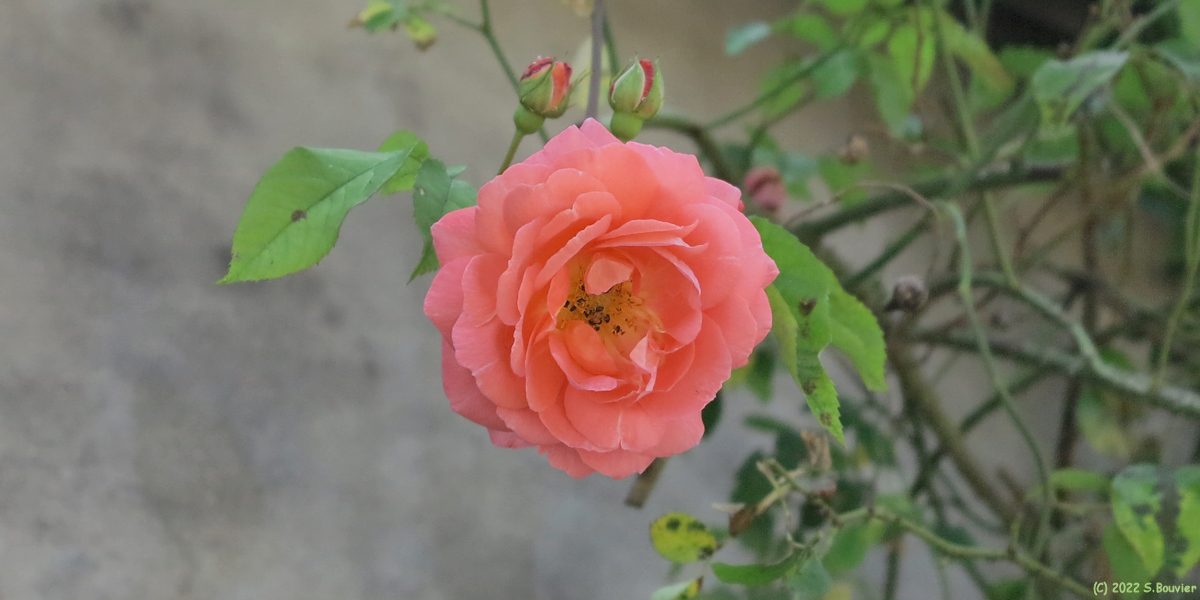 Lyons la Forêt (Rose)