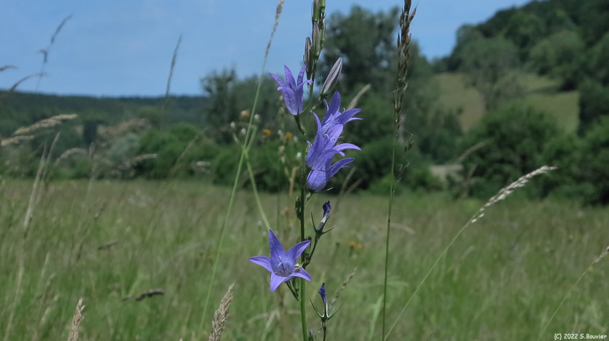 Rosay sur Lieure (Campanule)