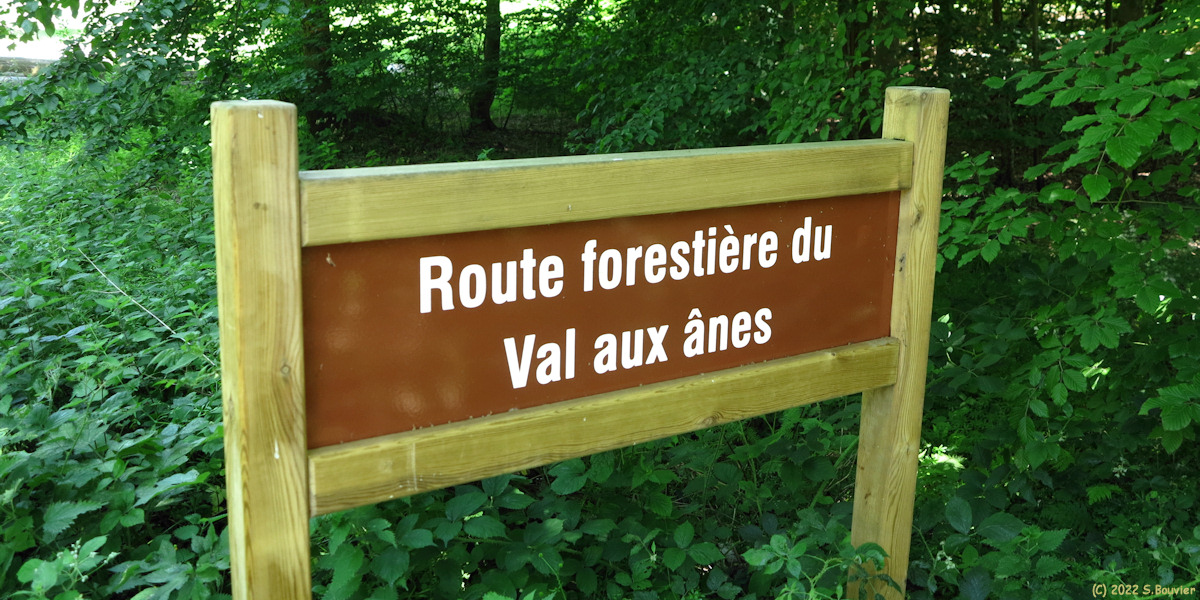 Forêt de Lyons (Panneau 1)